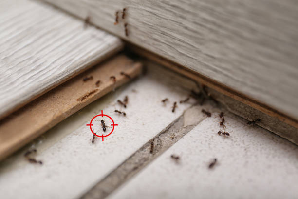 Best Flea Control Services  in Tennille, GA