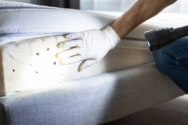 Trusted Tennille, GA Pest Control Experts