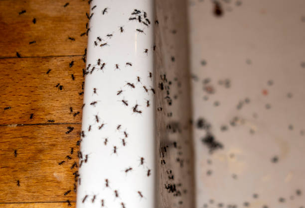 Best Insect Control  in Tennille, GA